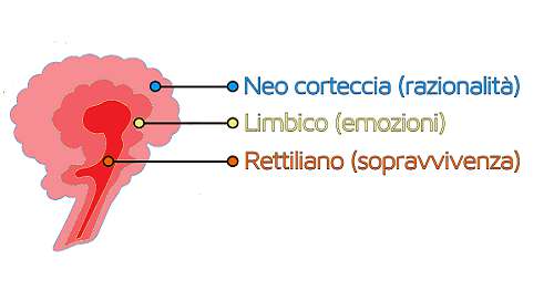 Cade la teoria del cervello trino di Paul Maclean