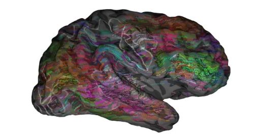 Come il cervello immagazzina e organizza il lessico: le mappe semantiche